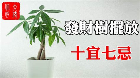 馬拉巴栗風水|發財樹一定要這麼擺，財運滾滾來，擋都擋不住！